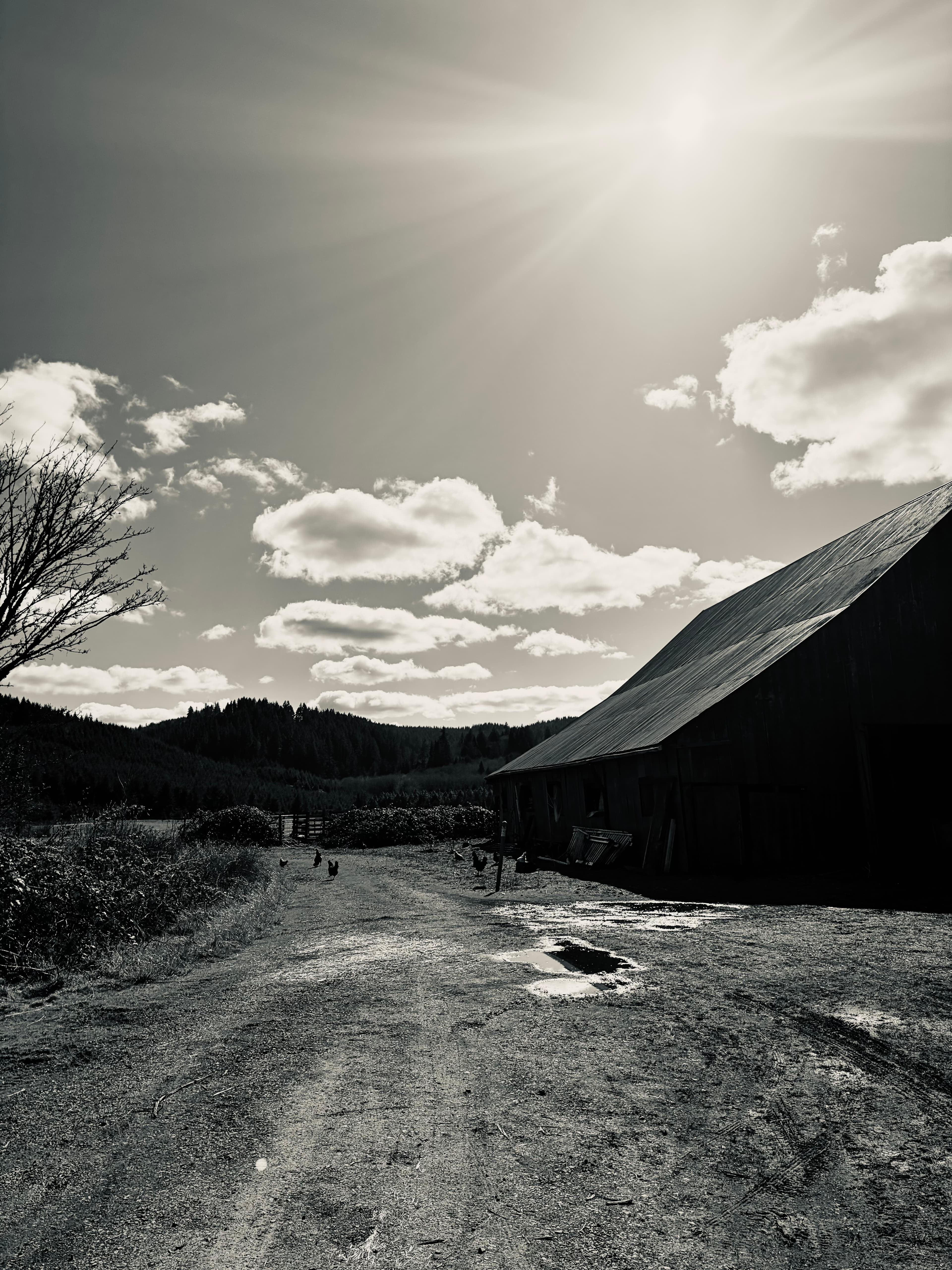 Barn and chickens on the dirt road at Sea Breeze Farm