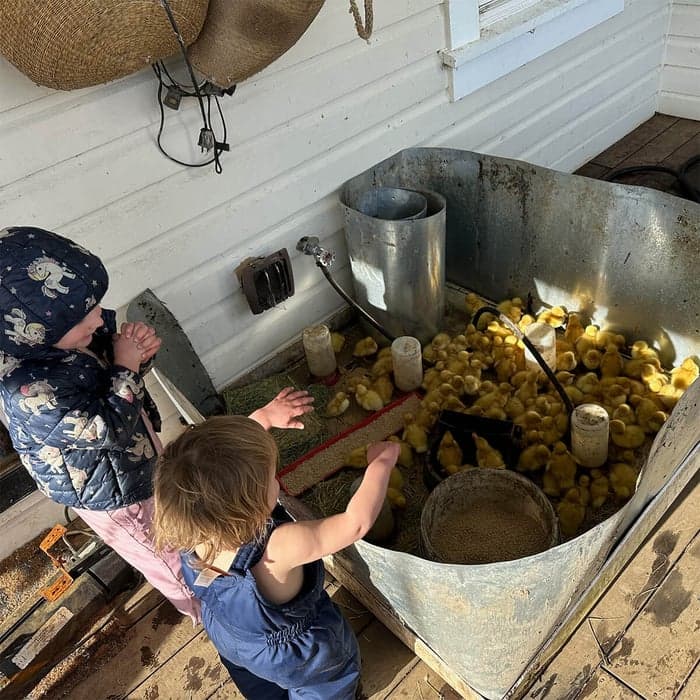 First Duckling Brood