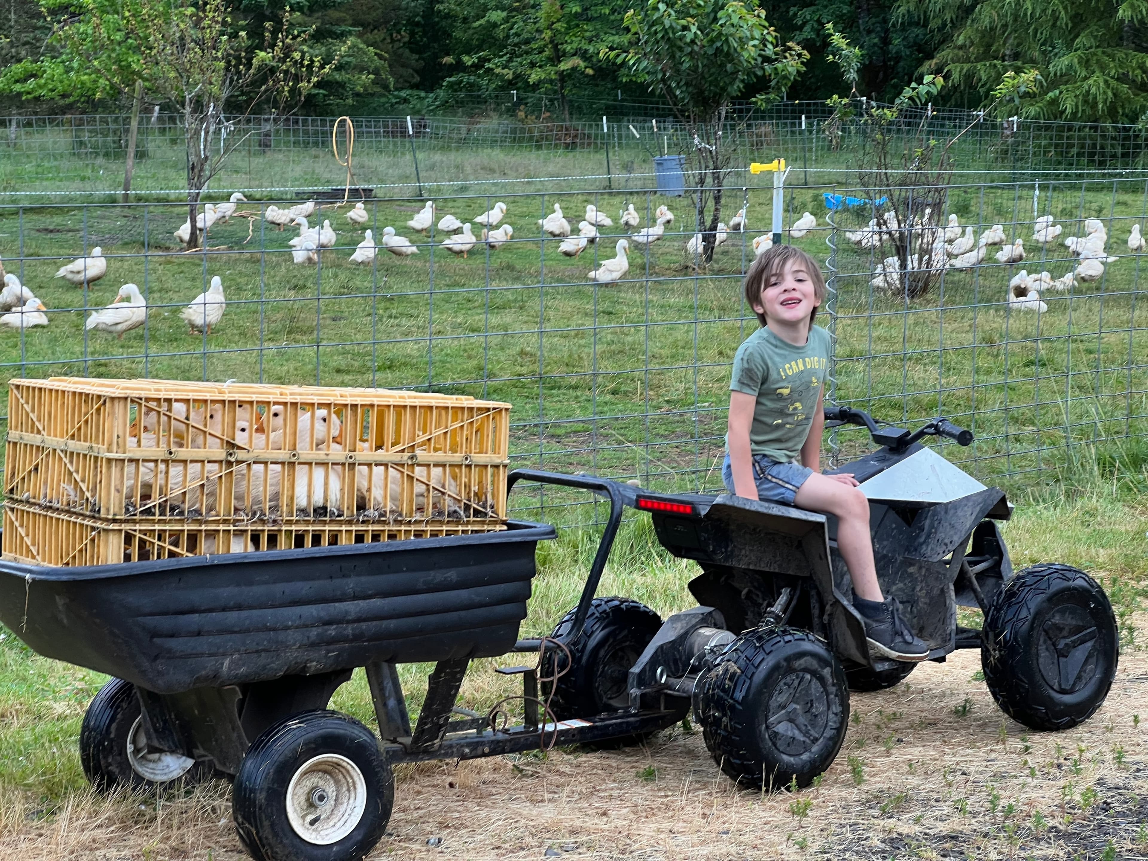 Gathering Ducks image 3