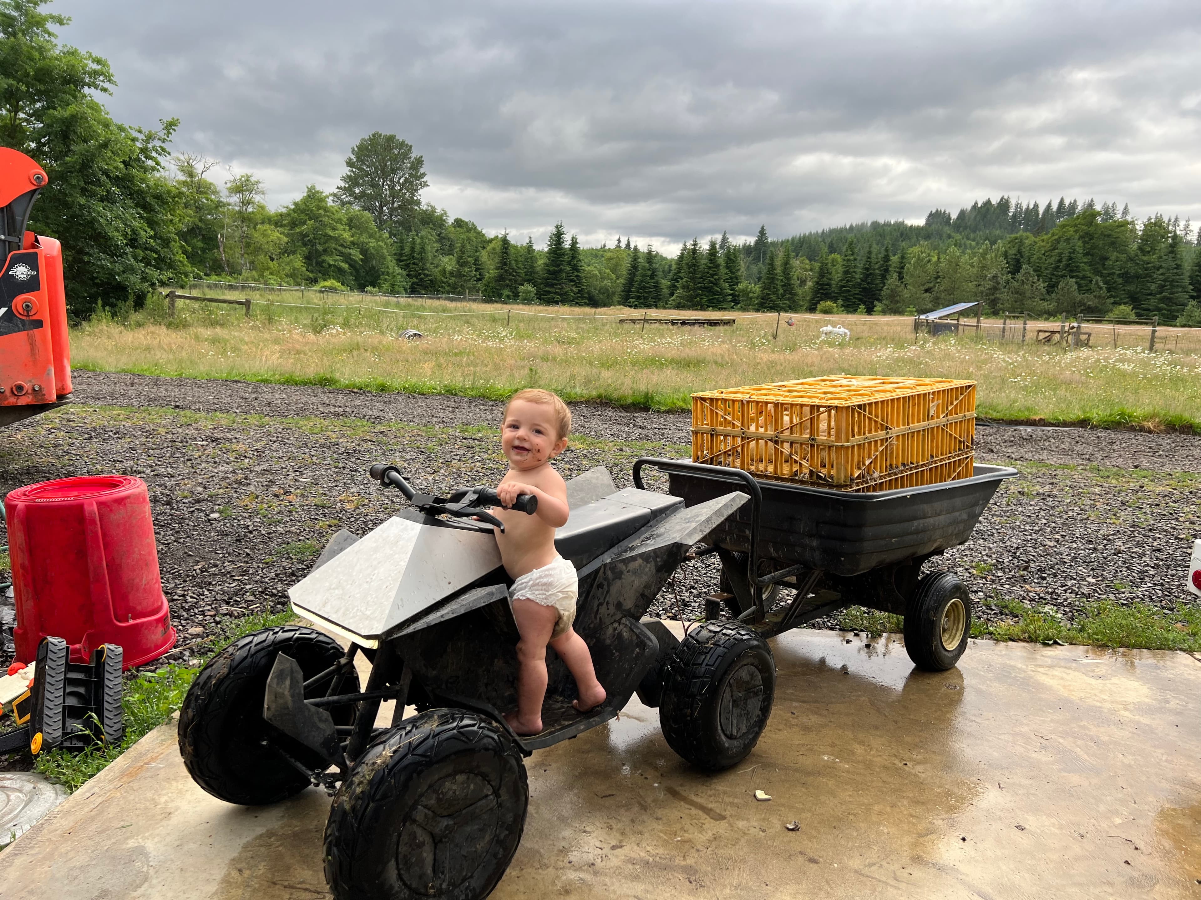 Gathering Ducks image 4