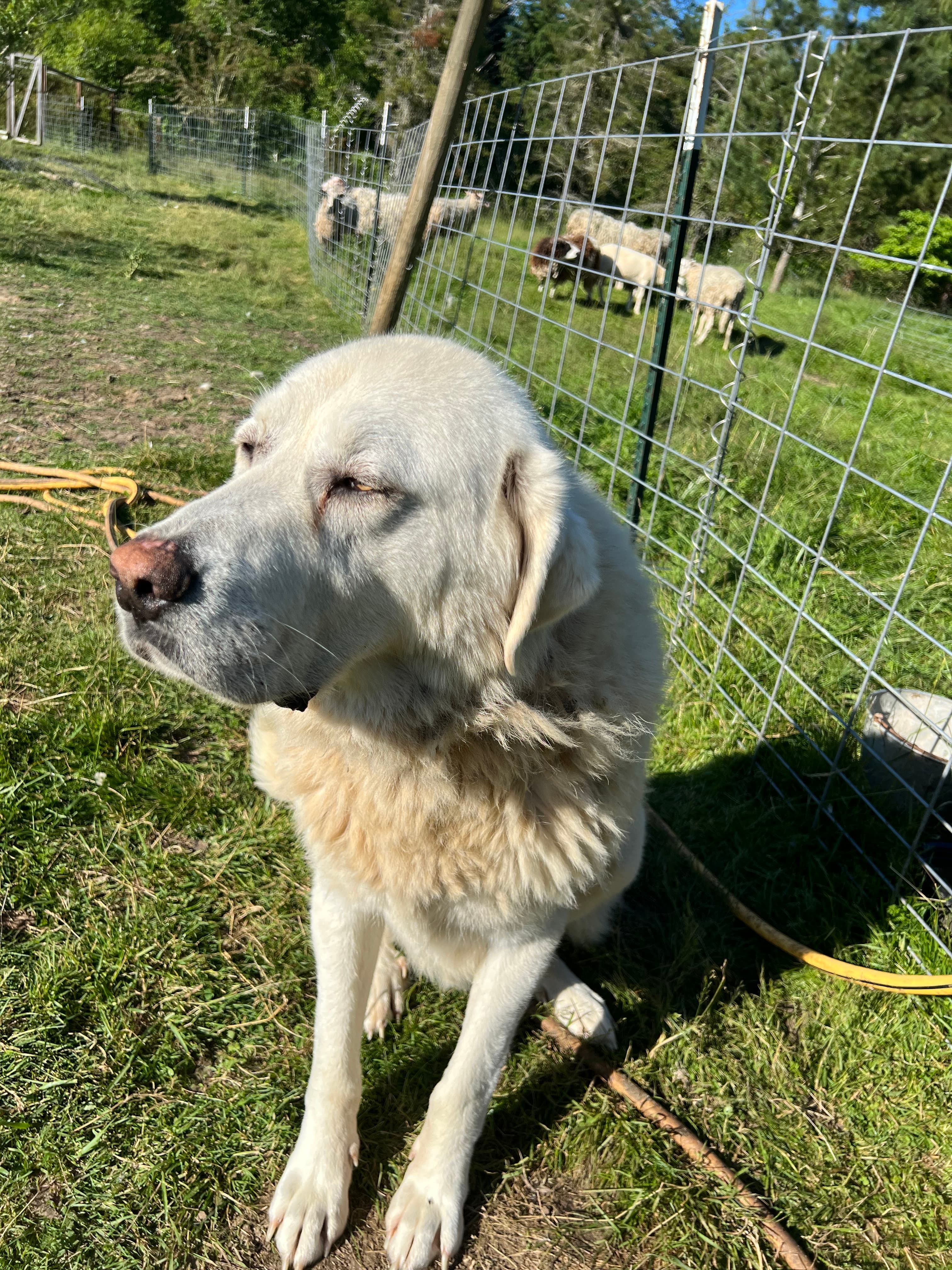 Gathering Ducks image 6