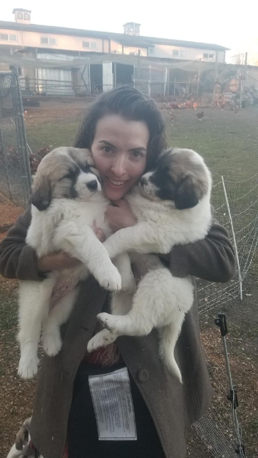 Puppies! image 1