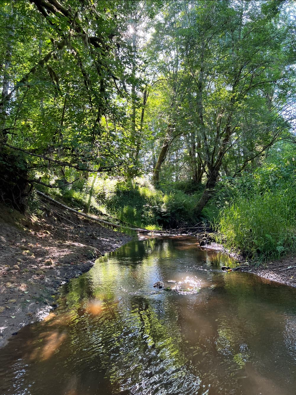 Born Under the Oak Tree image 6