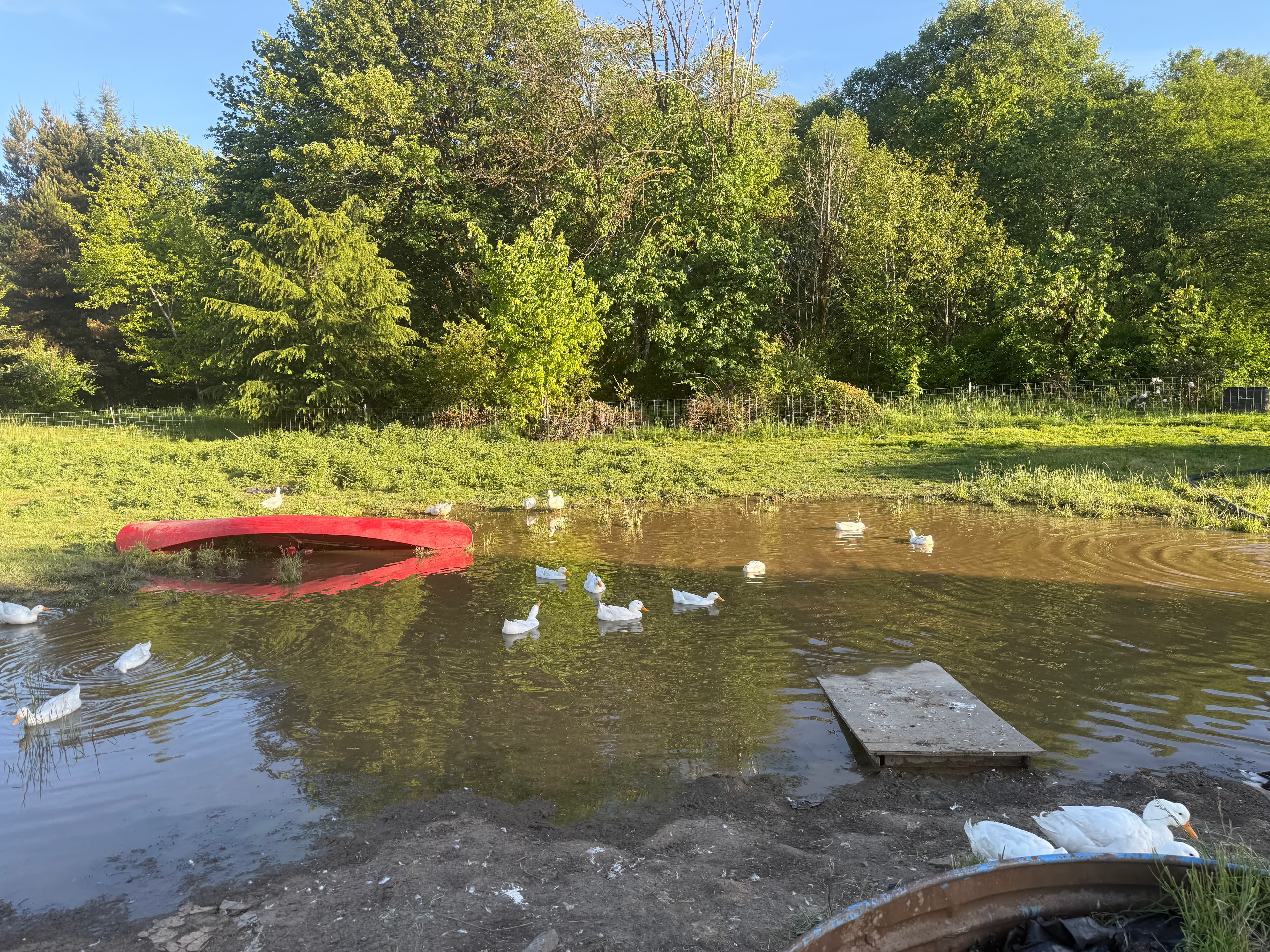 White ducks swimming in Lake Drake, a muddy spring-fed pond with a red canoe and wooden board
