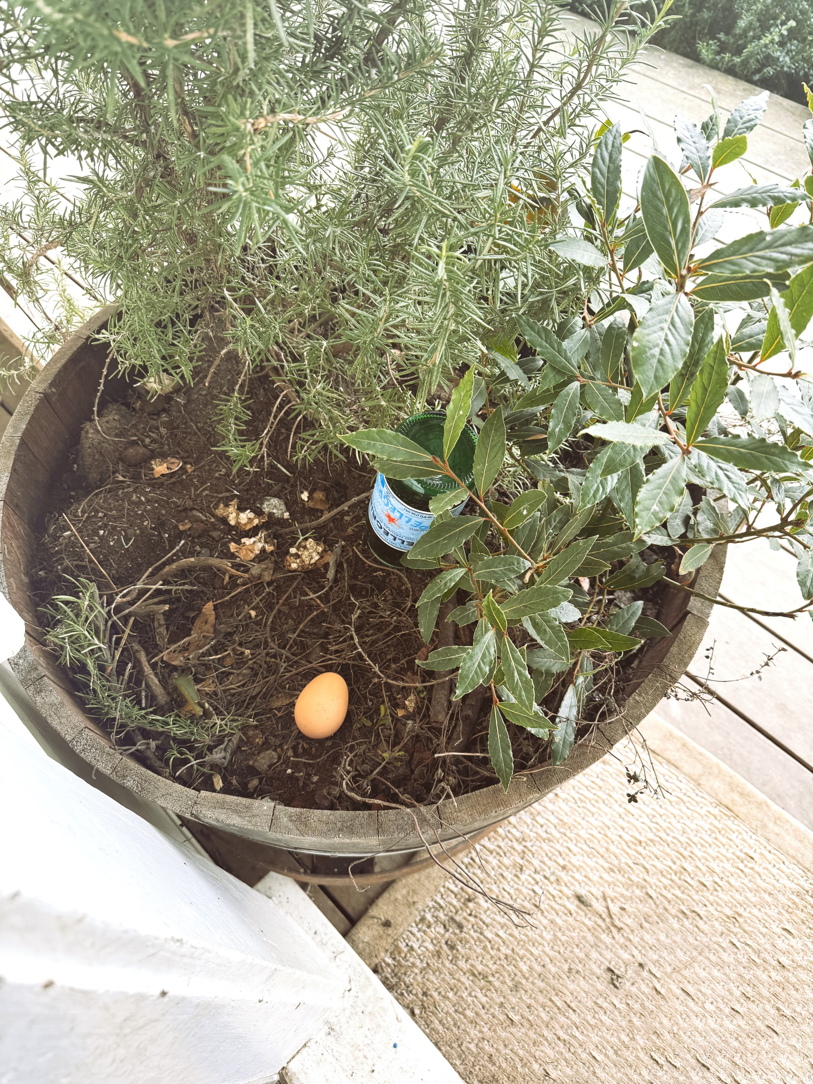 Fresh egg nestled in the rosemary planter