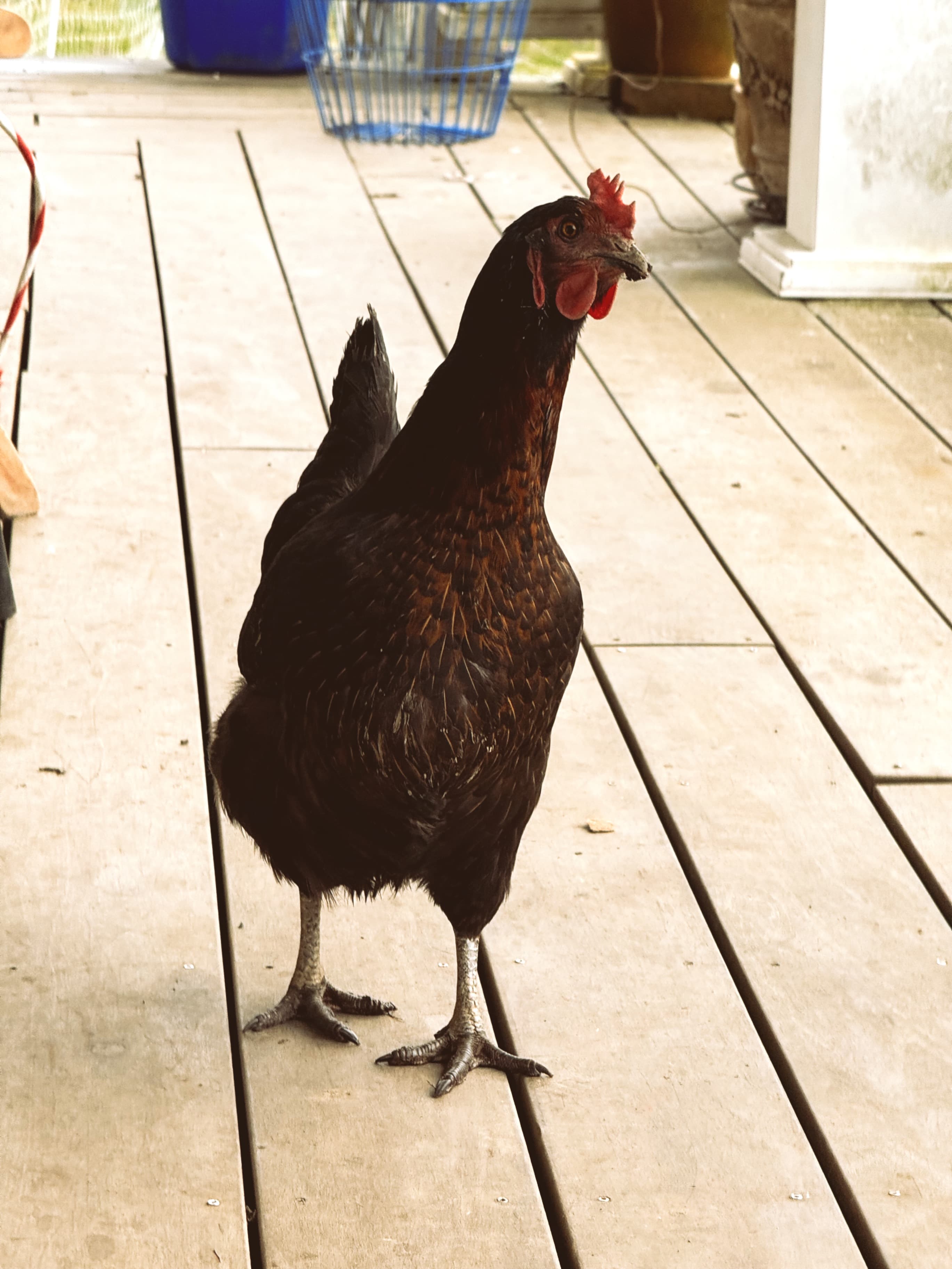 Rosemary the hen on the porch