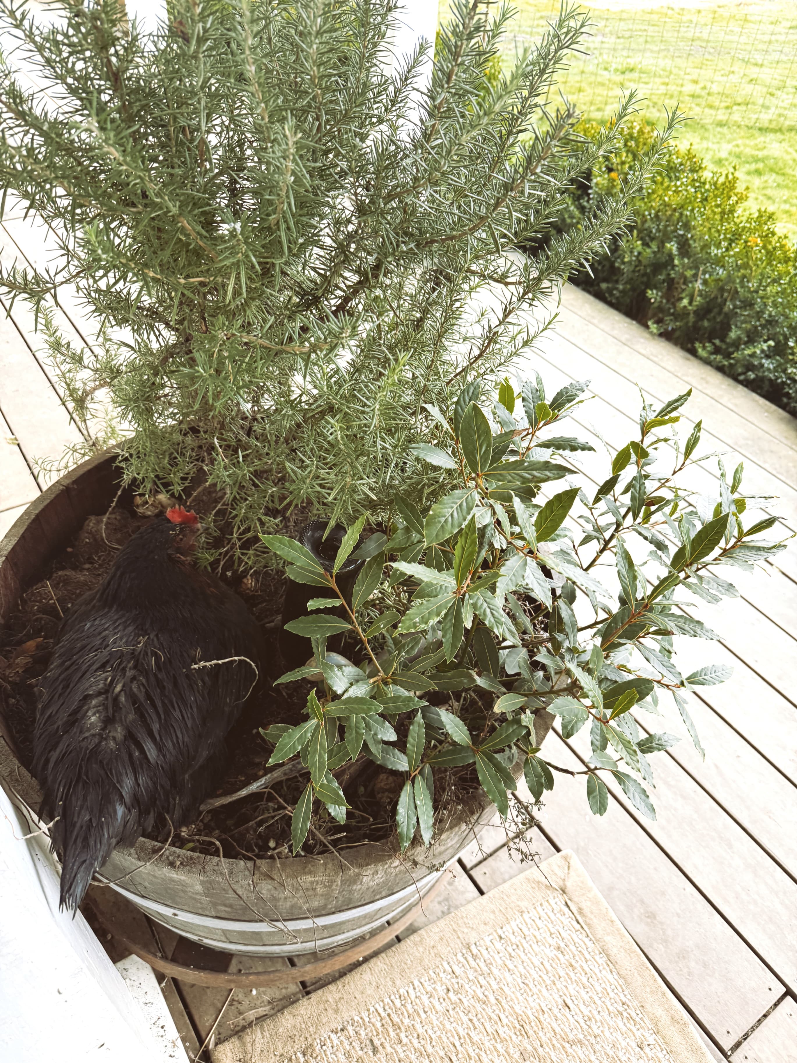 Rosemary the hen in the rosemary barrel