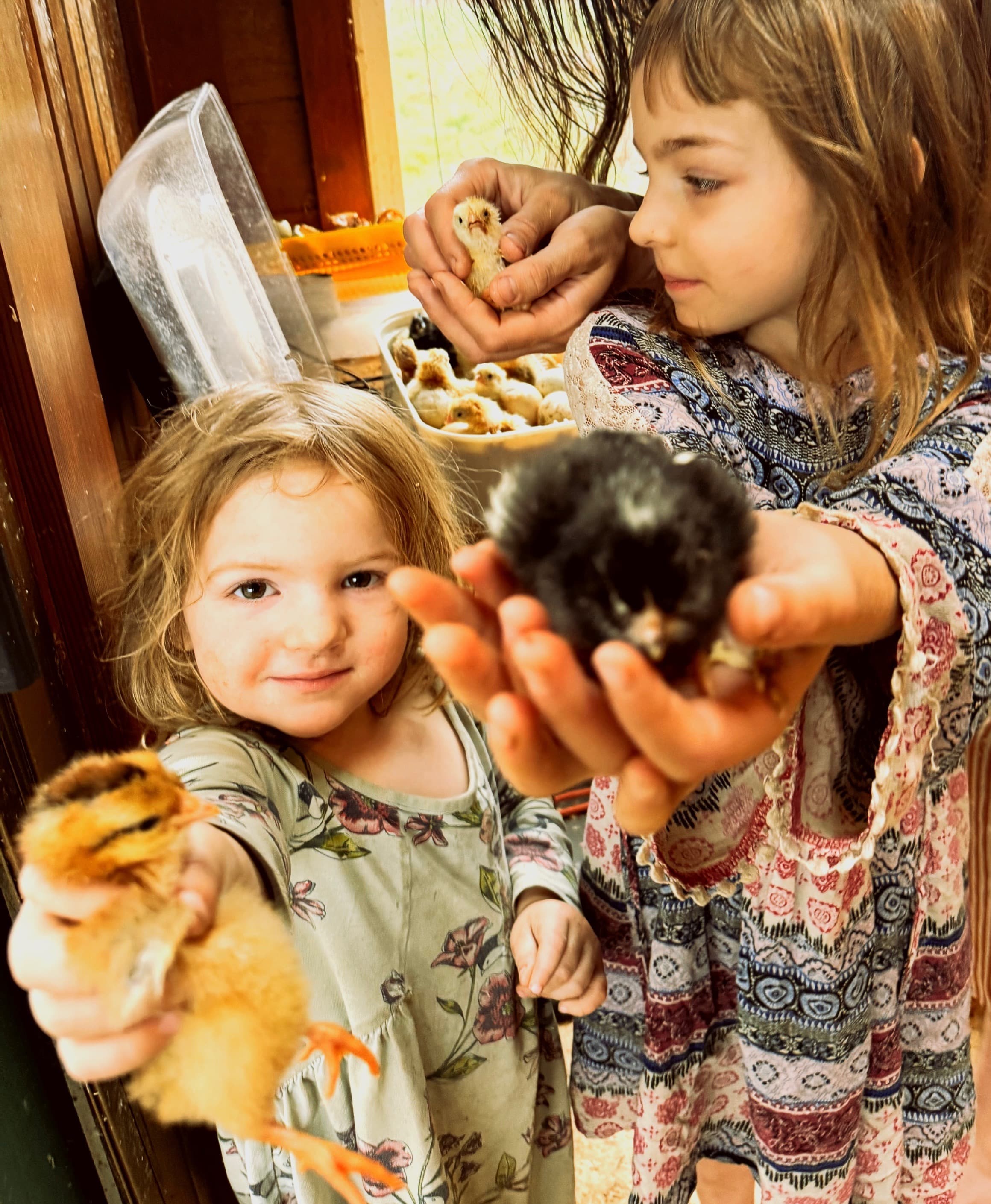 Day-zero chicks hatching in the sunroom incubator