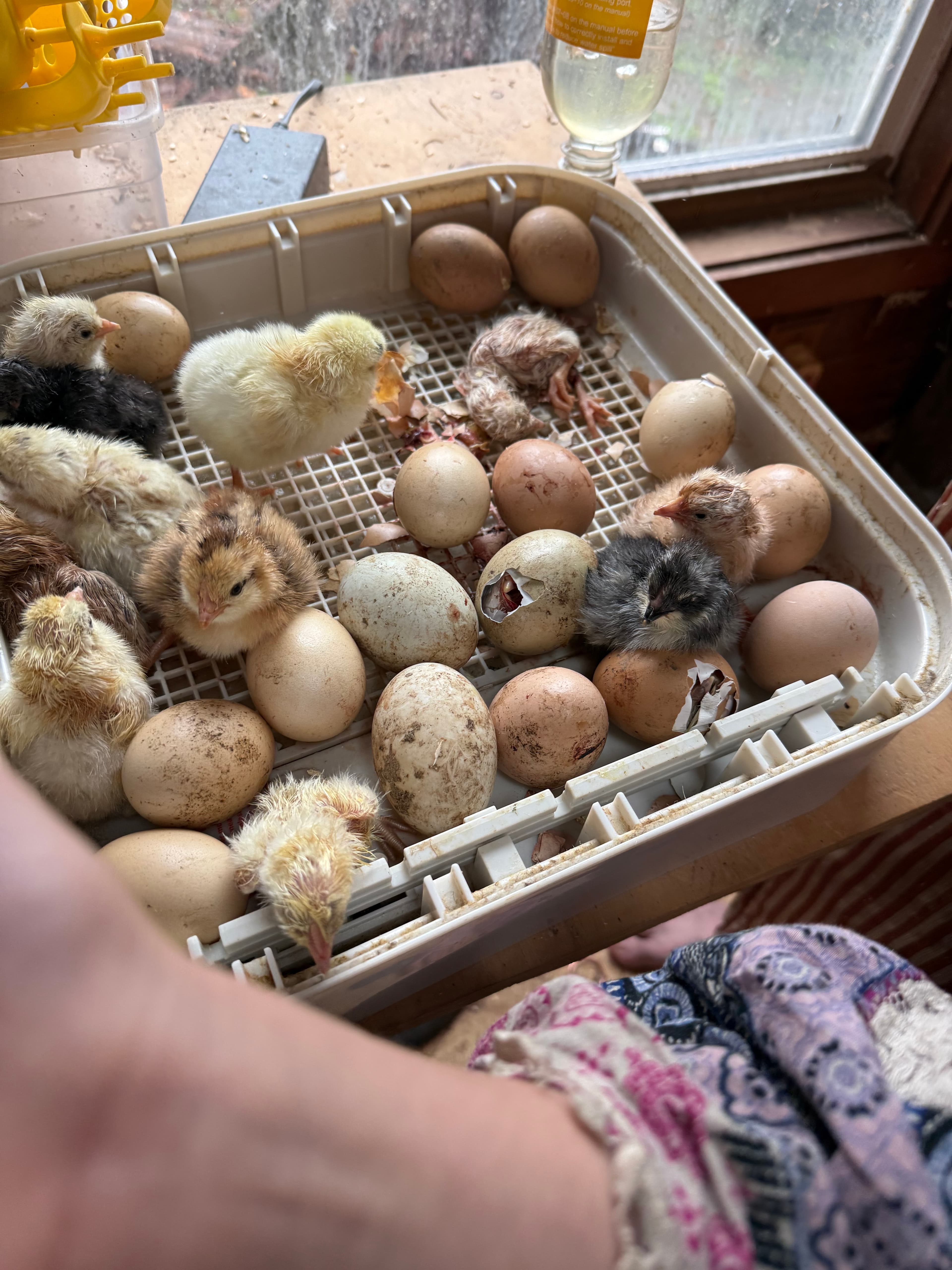 More chicks still to hatch later today