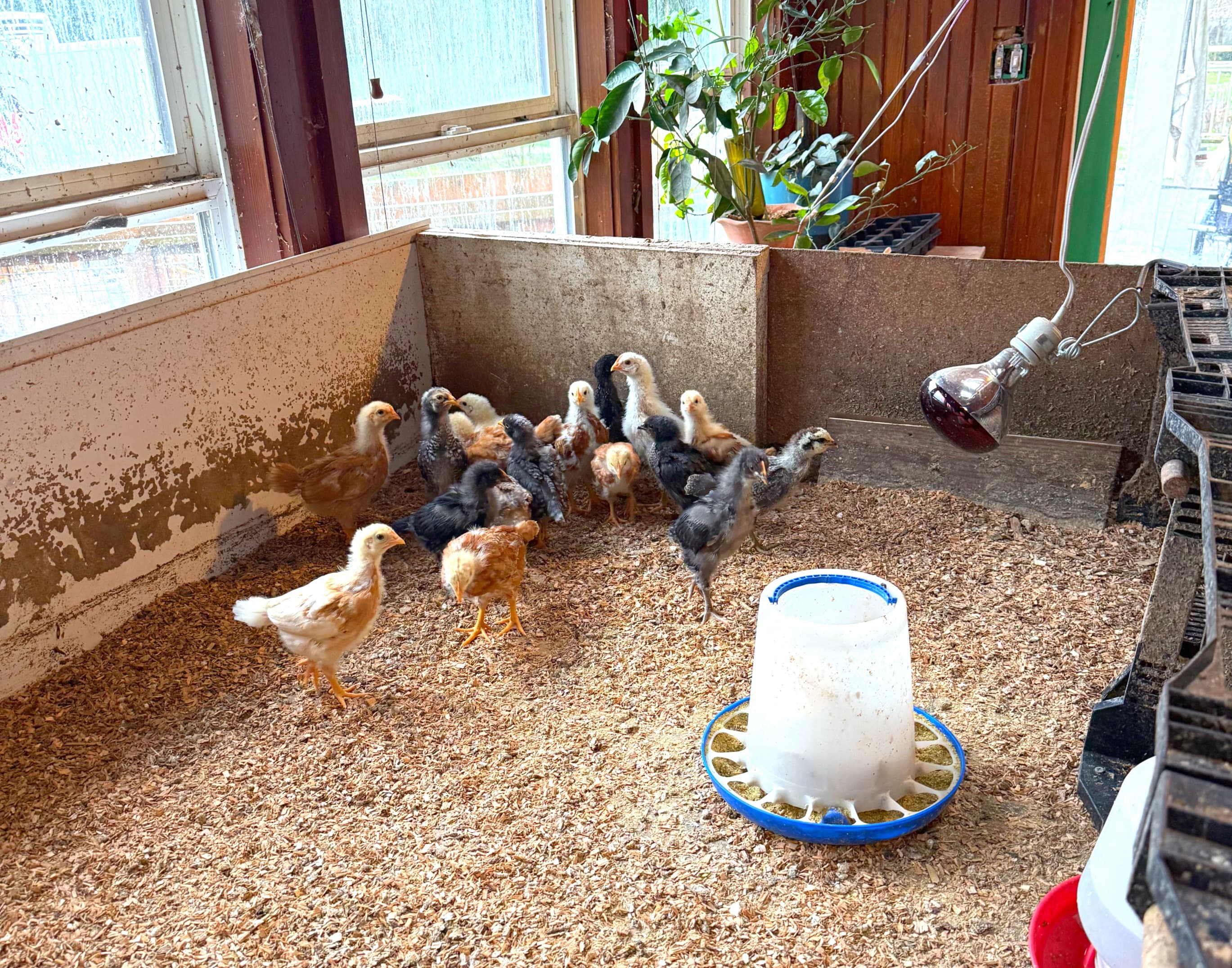 Last month's hatch of fluffy chicks