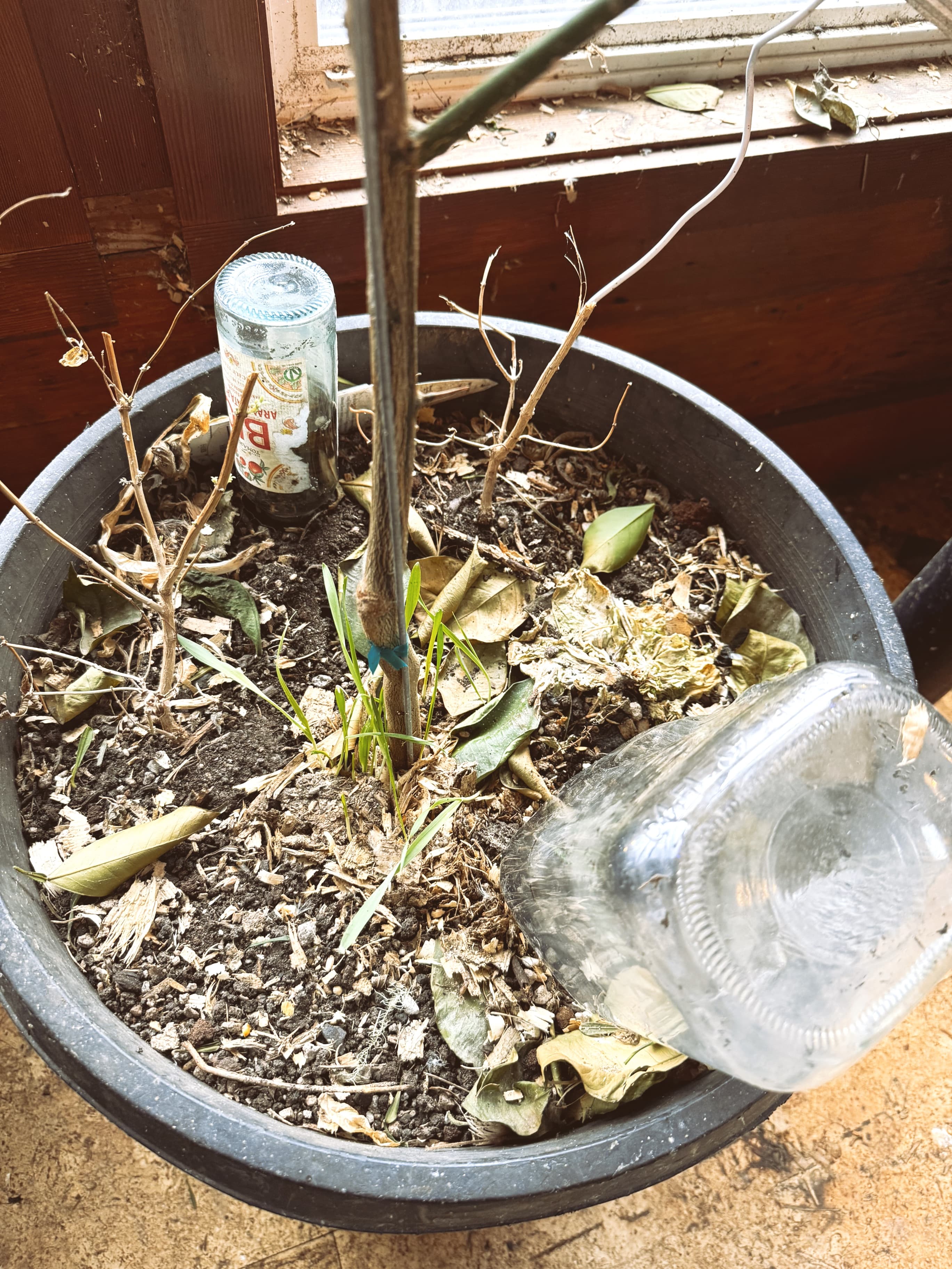 Rose’s bottle drippers