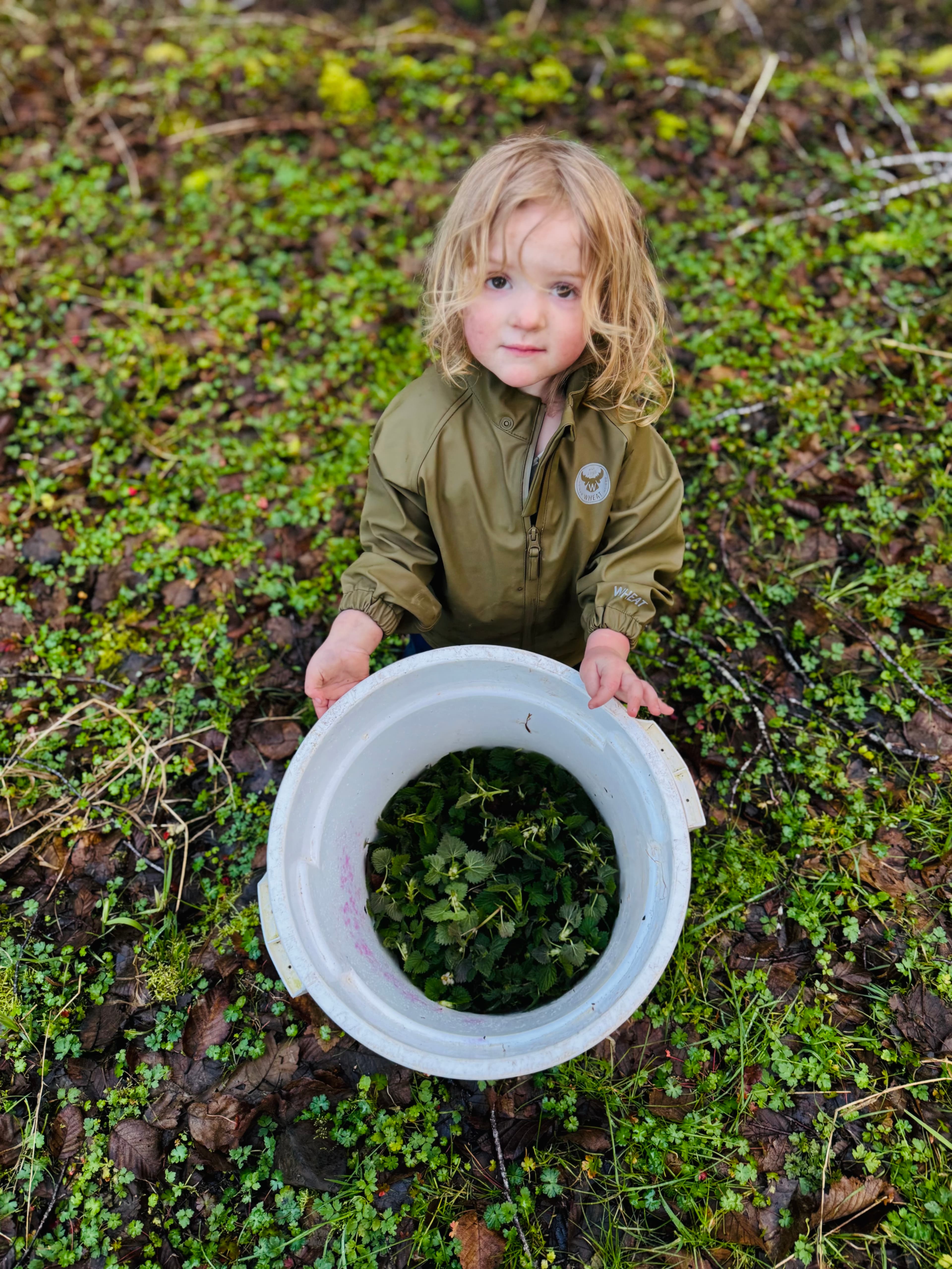 Nettles gathered in the woods of Neverstill