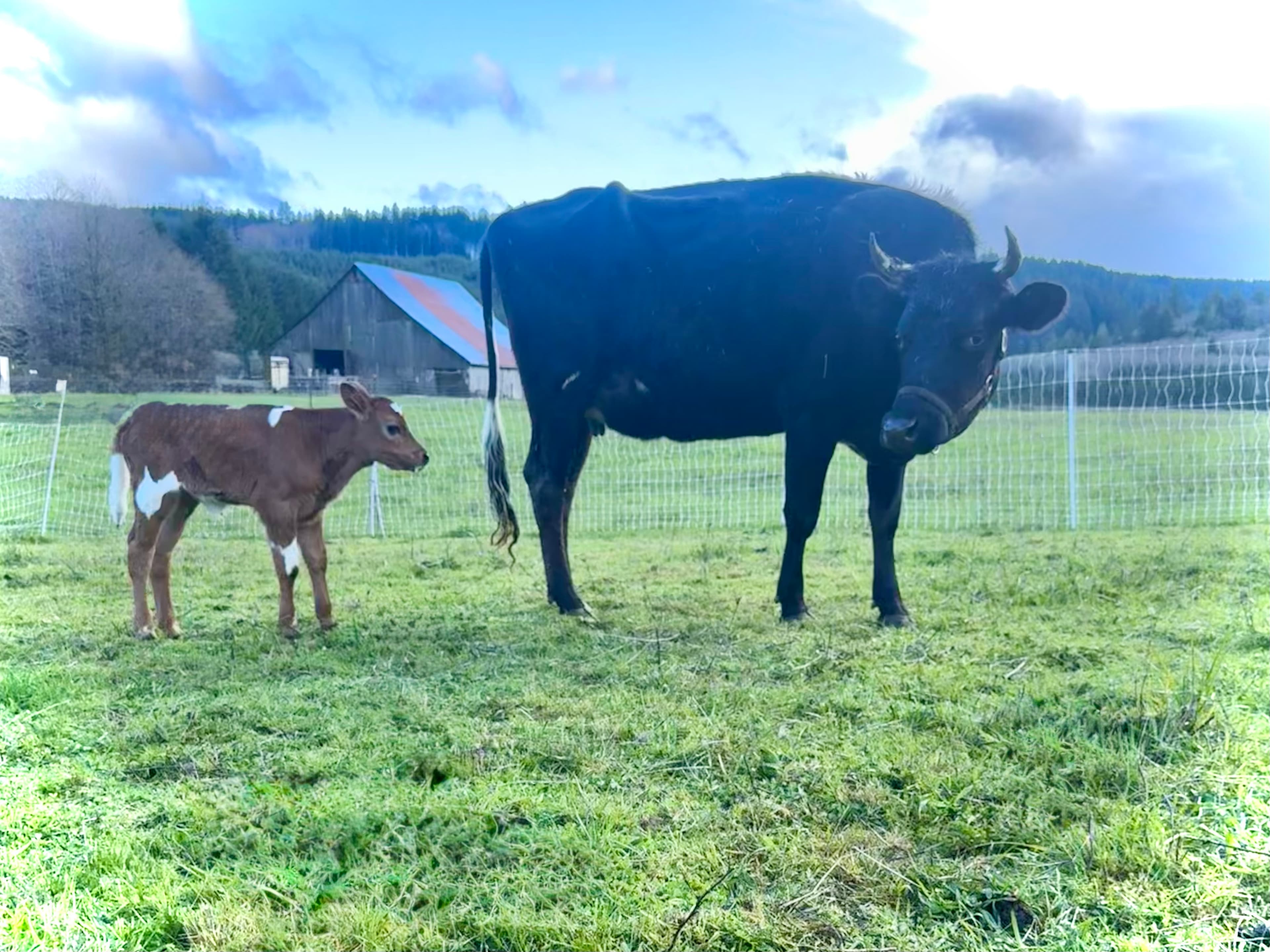 Our newest calf, Ponderosa