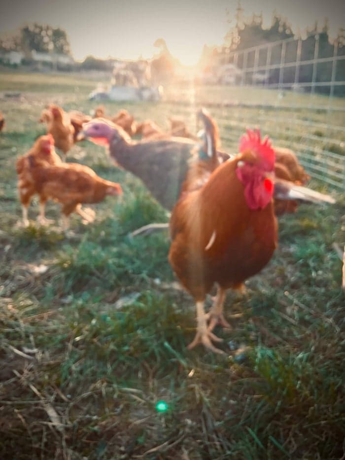 The Farm is Calling image 6